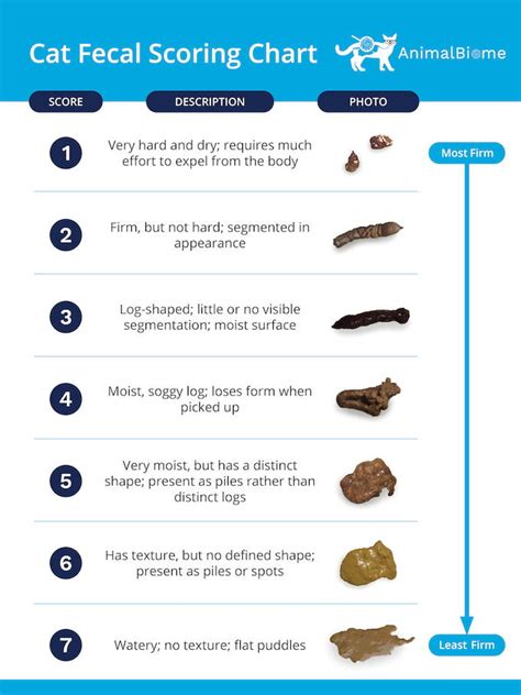 cat is leaking poop|Bowel Incontinence in Cats 